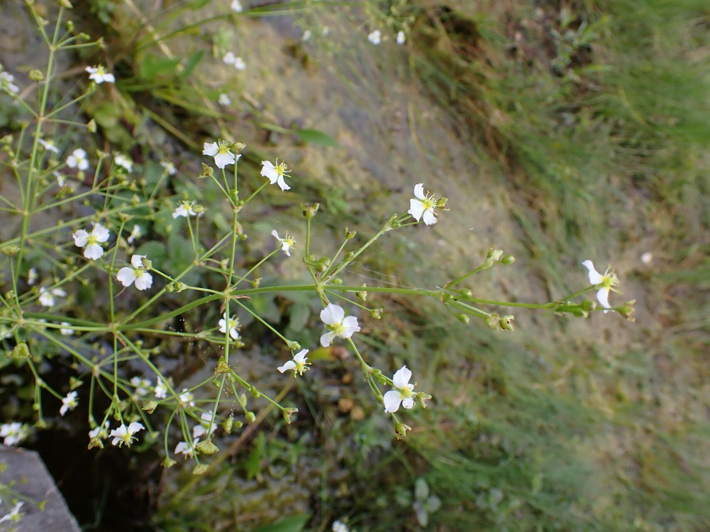 Brâncăriţa (Alisma plantago-aquatica)