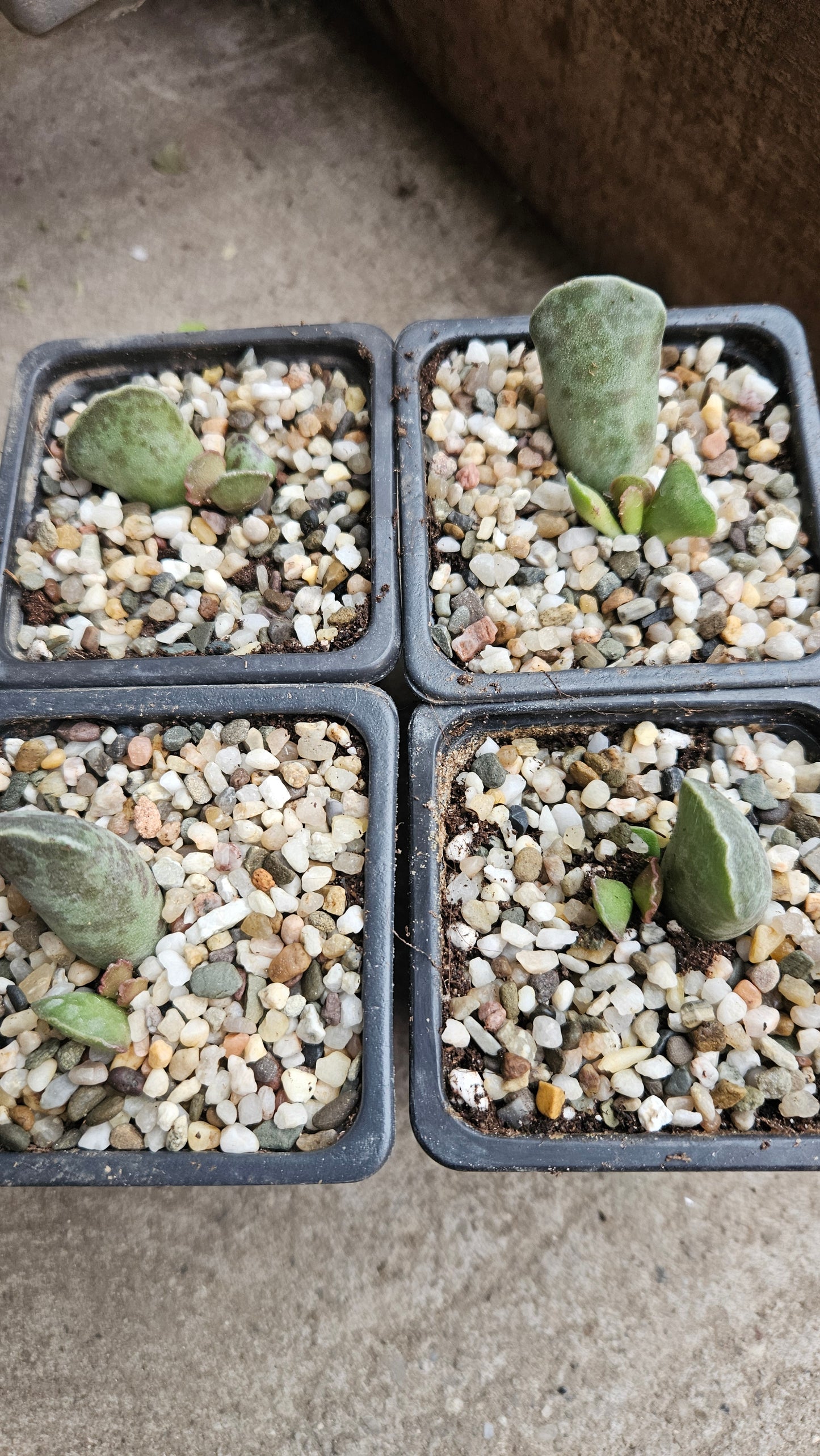 Plantă suculentă baby plant Adromischus cooperi