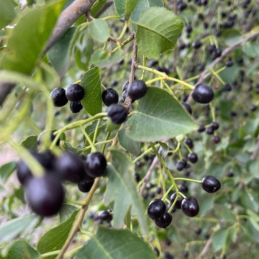 Vișin turcesc mahaleb (Prunus mahaleb)