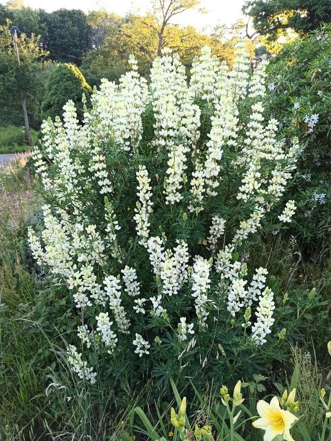Lupin arbustiv cu flori albe (Lupinus arborescens f. Albiflorus) (disponibil din vara 2026)