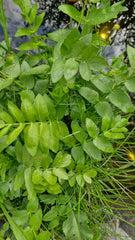 Cosițel (Berula erecta)