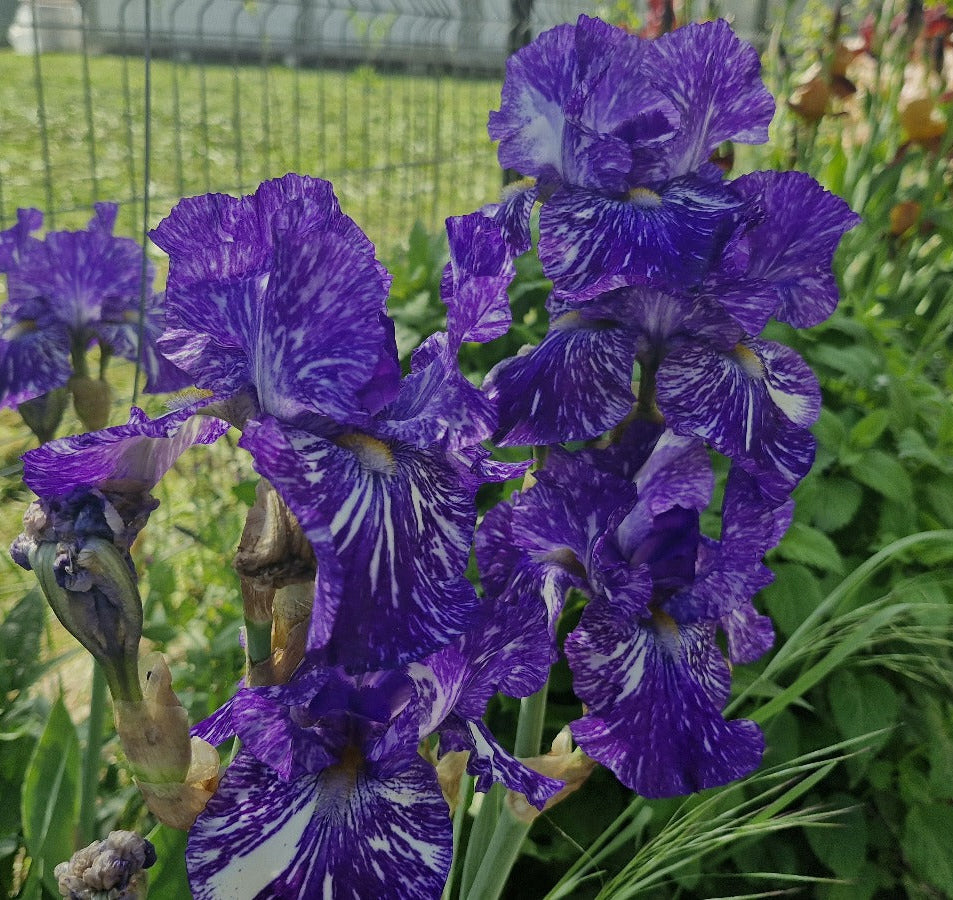 Iris Batik / Stânjenel (Iris germanica)