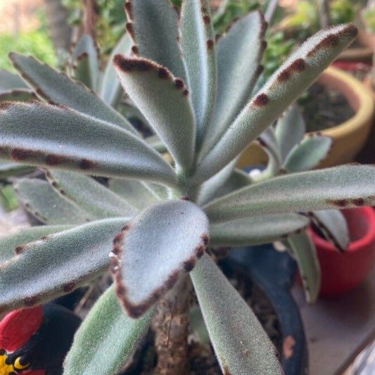 Plantă suculentă Urechi de iepure / Panda Plant ( Kalanchoe tomentosa)