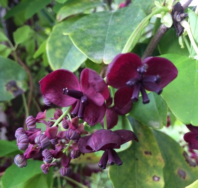 Vița de Ciocolată (Akebia quinata)