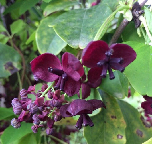 Vița de Ciocolată (Akebia quinata)