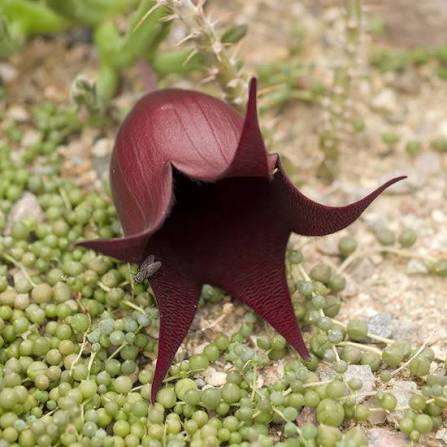 Steaua șerifului (Stapelia leendertziae)