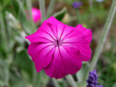 Coroniță / Campion (Silene coronaria)