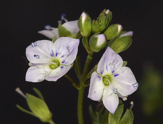 Veronica de apă (Veronica anagallis-aquatica)