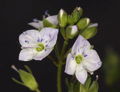 Veronica de apă (Veronica anagallis-aquatica)
