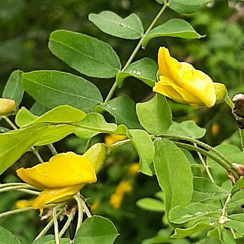 Salcâm galben siberian (Caragana arborescens)