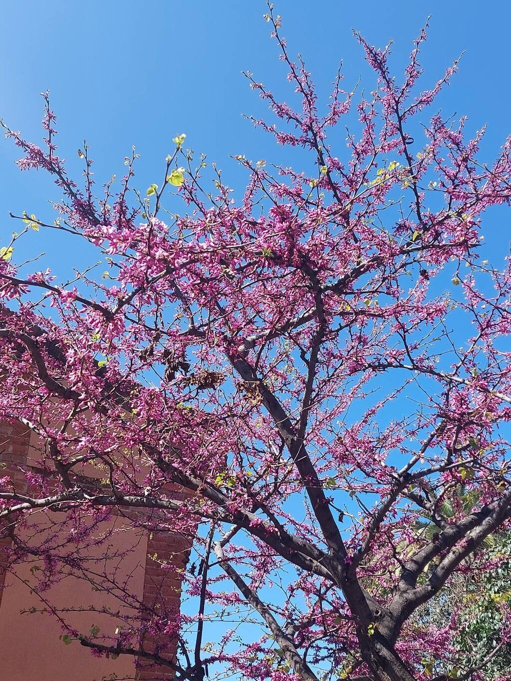 Arborele lui Iuda (Cercis siliquastrum)