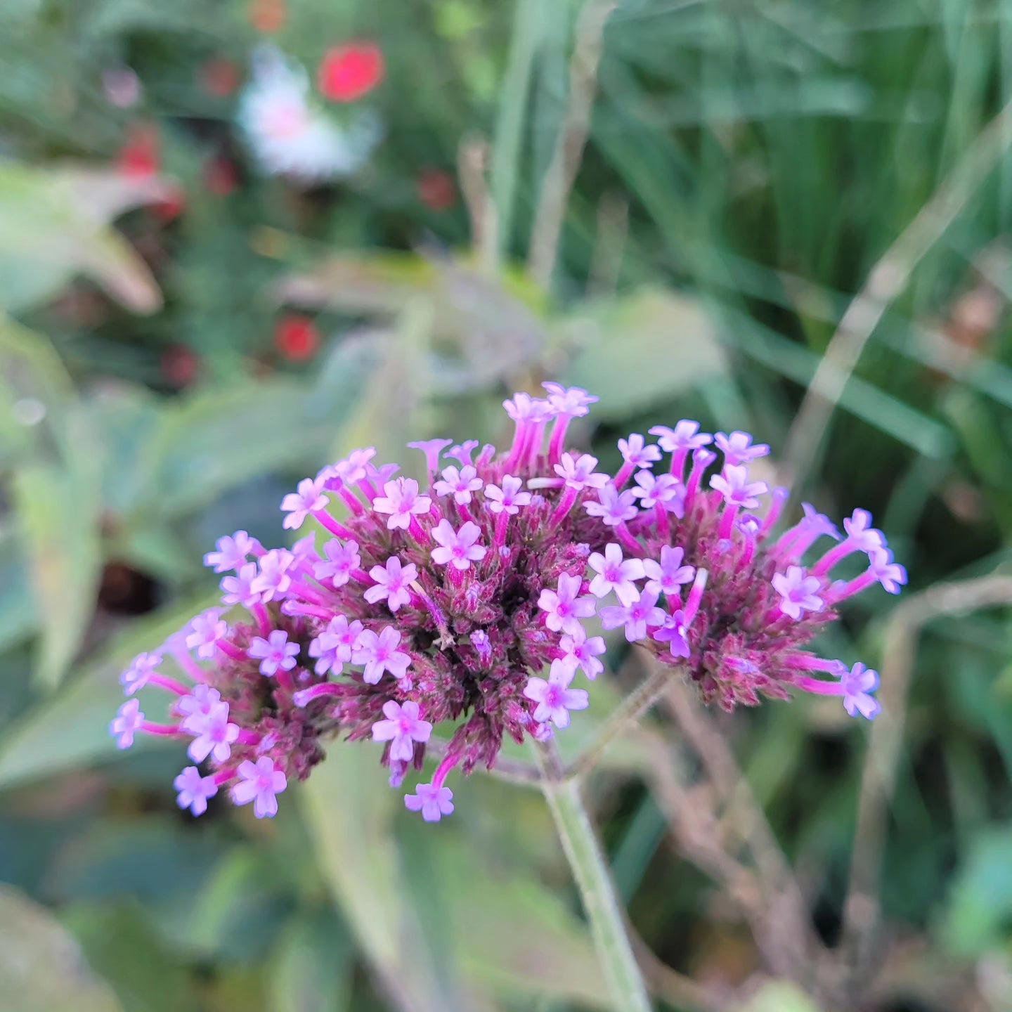 Verbina argentiniană (Verbena bonariensis)