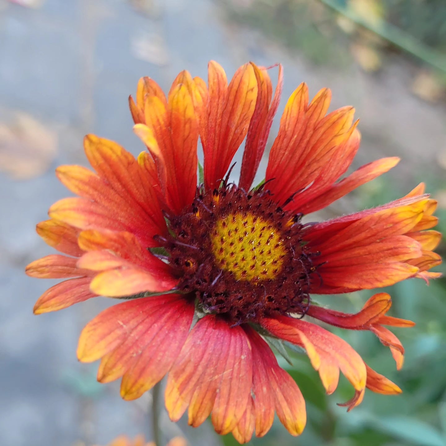 Roata de foc (Gaillardia)