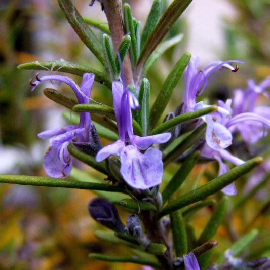 Rozmarinul (Salvia rosmarinus)