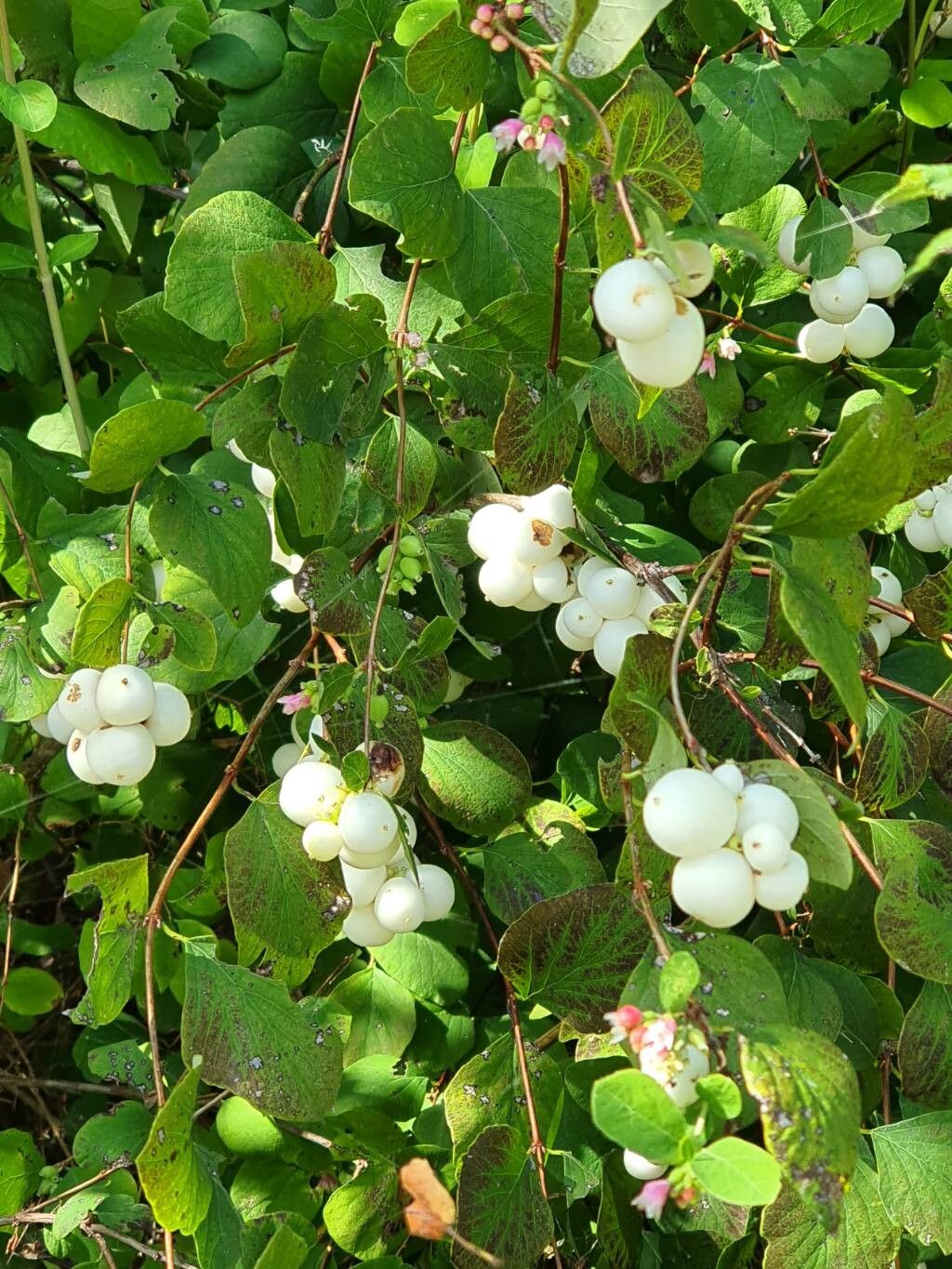 Urmuzul alb (Symphoricarpos albus)