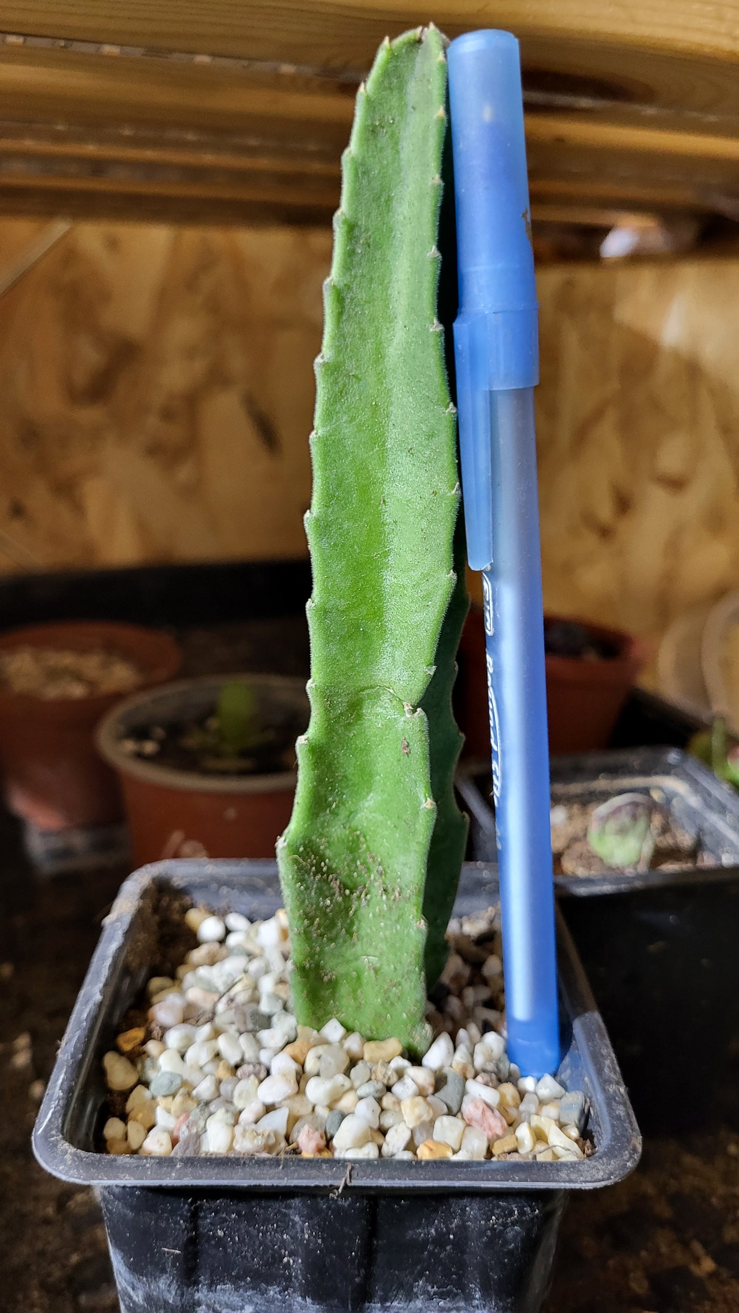 Steaua șerifului gigant cu flori mari roșii (Stapelia gigantea)