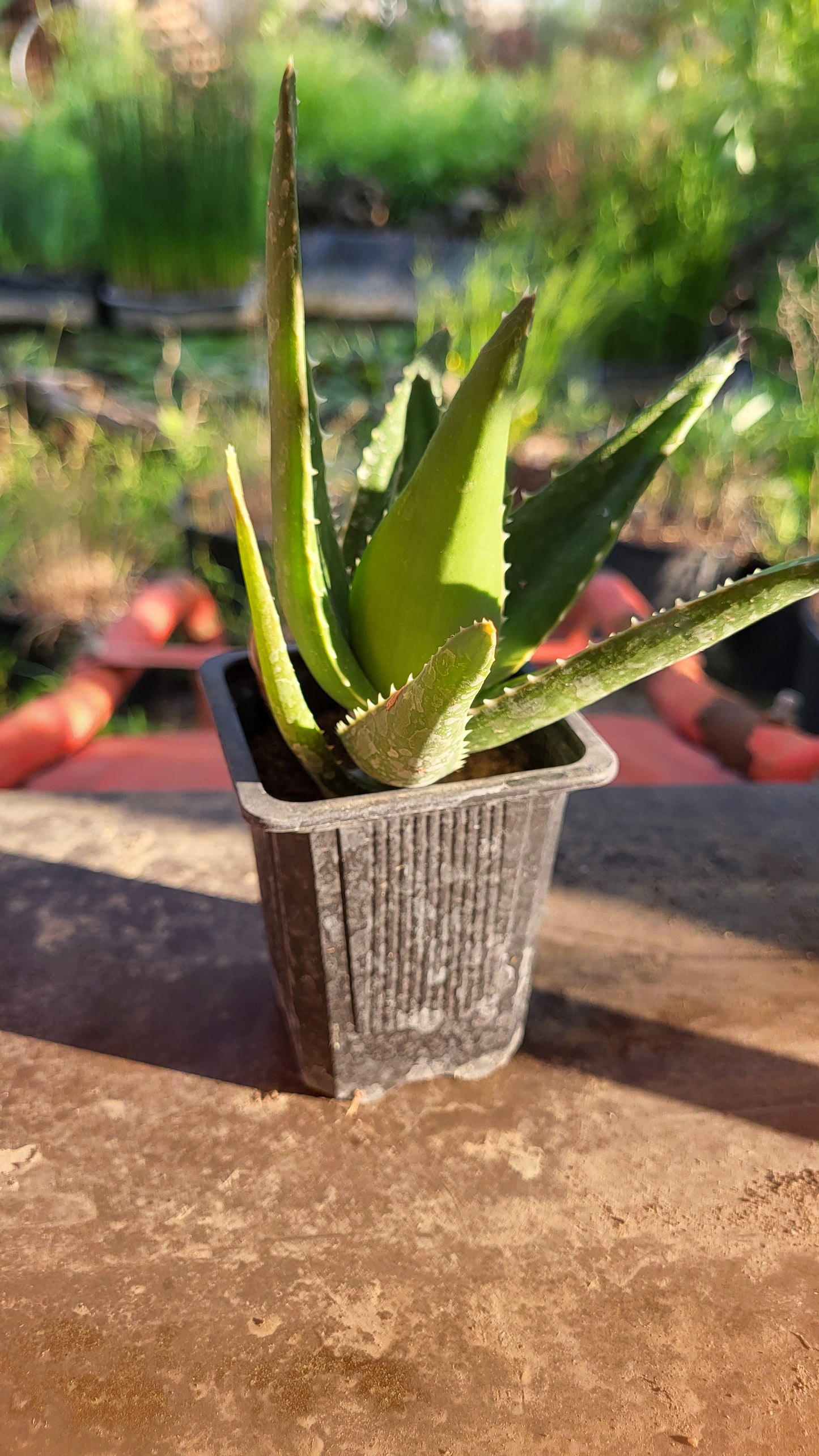 Aloe × nobilis