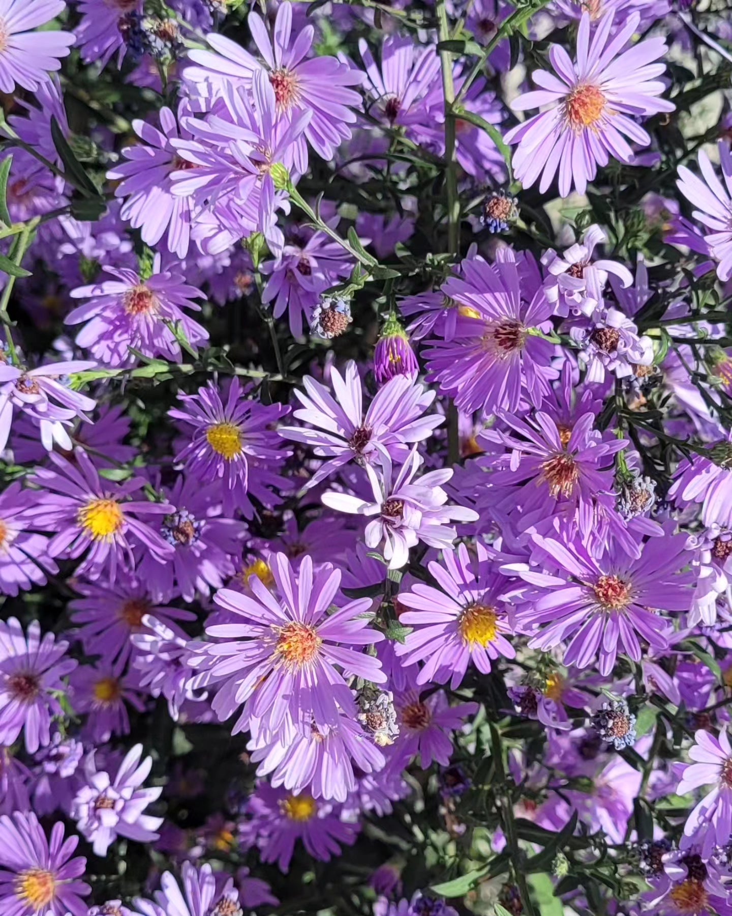 Steluțe de toamnă (Aster novi-belgii)