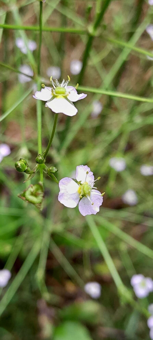 Brâncăriţa (Alisma plantago-aquatica)