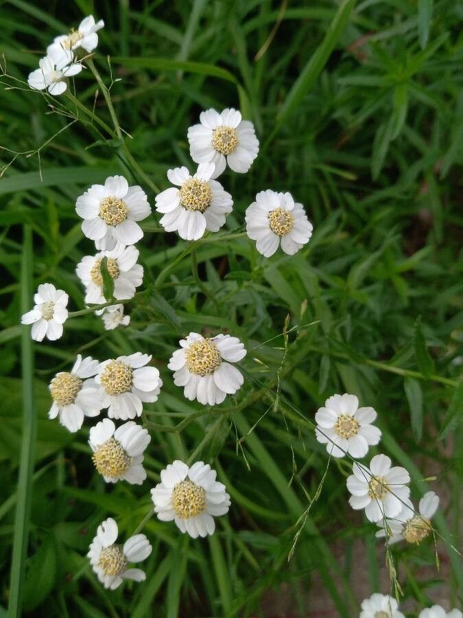 Coada șoricelului de baltă (Achillea ptalmica)