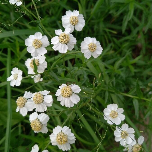 Coada șoricelului de baltă (Achillea ptalmica)