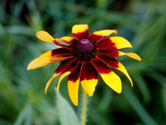 Ruji / Suzana cu ochi negri (Rudbeckia hirta)