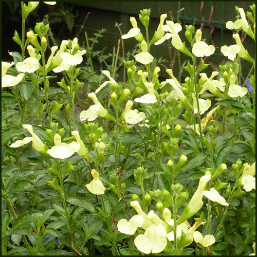 Salvia de toamnă Lemon (Salvia gregii)