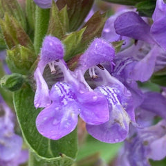 Salvia comună (Salvia officinalis)