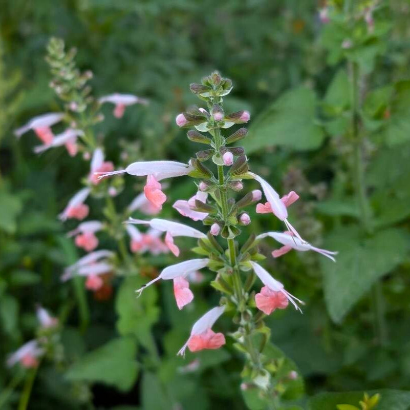 Salvia stacojie (Salvia coccinea) "Summer Jewel Pink"