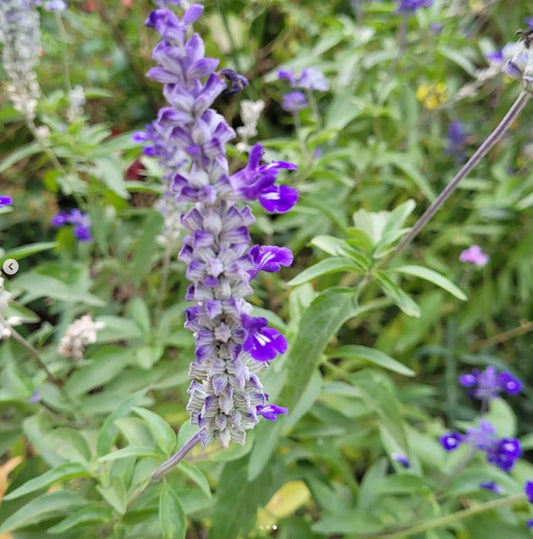 Salvia Blue & Silver Victoria (Salvia farinacea)