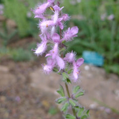 Salvia balcanică (Salvia jurisicii)