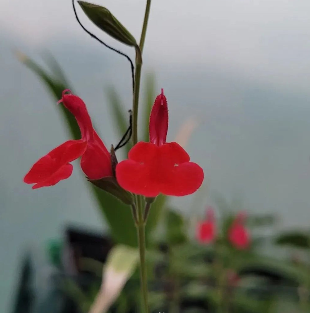 Salvia Roșie (Salvia microphylla)