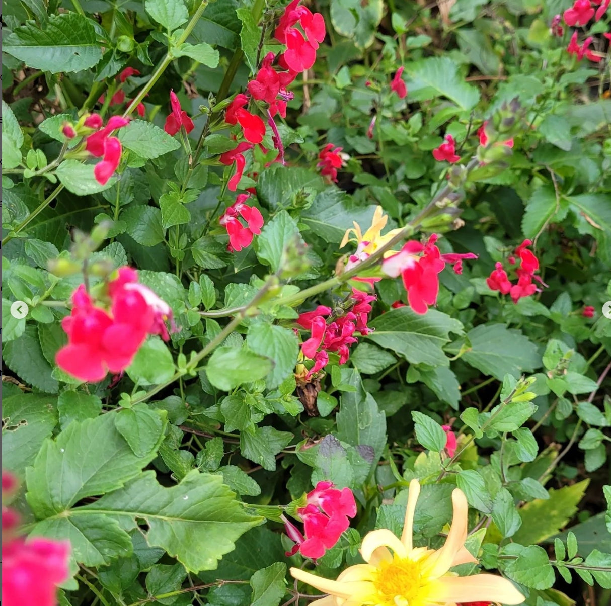 Salvia Pink (Salvia microphylla)