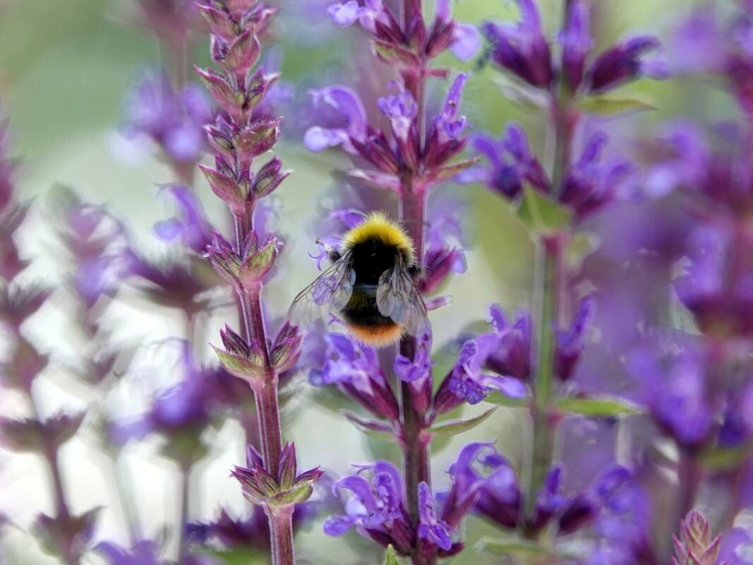 Salvia / Jaleș de pădure (Salvia nemorosa)