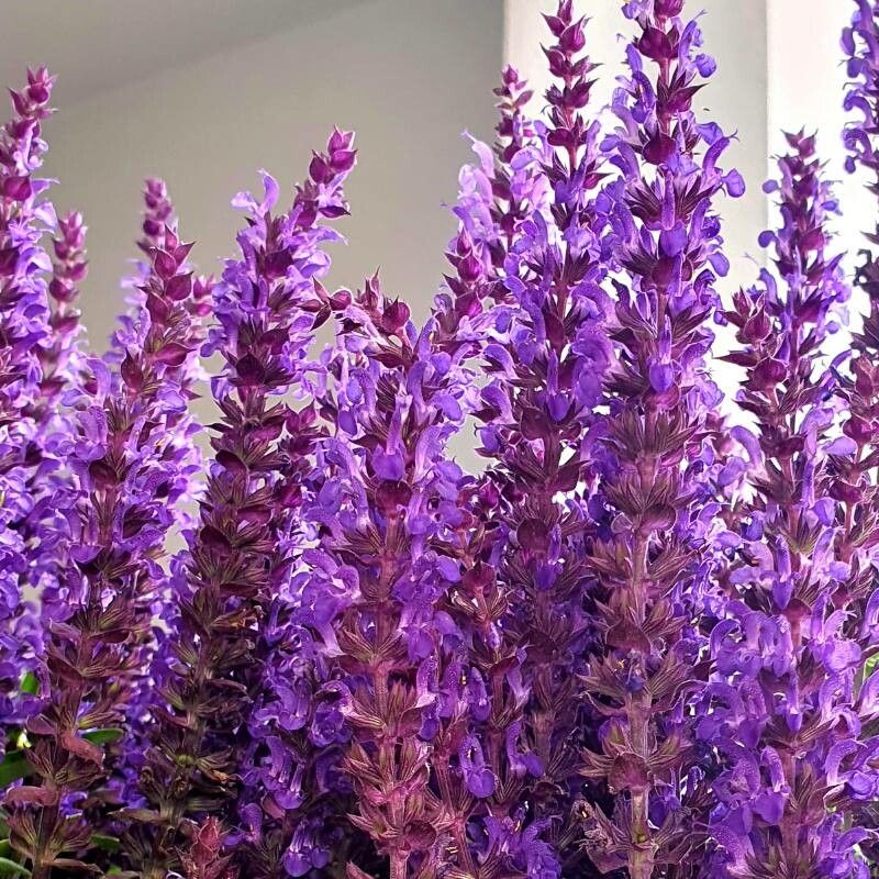 Salvia / Jaleș de pădure (Salvia nemorosa)