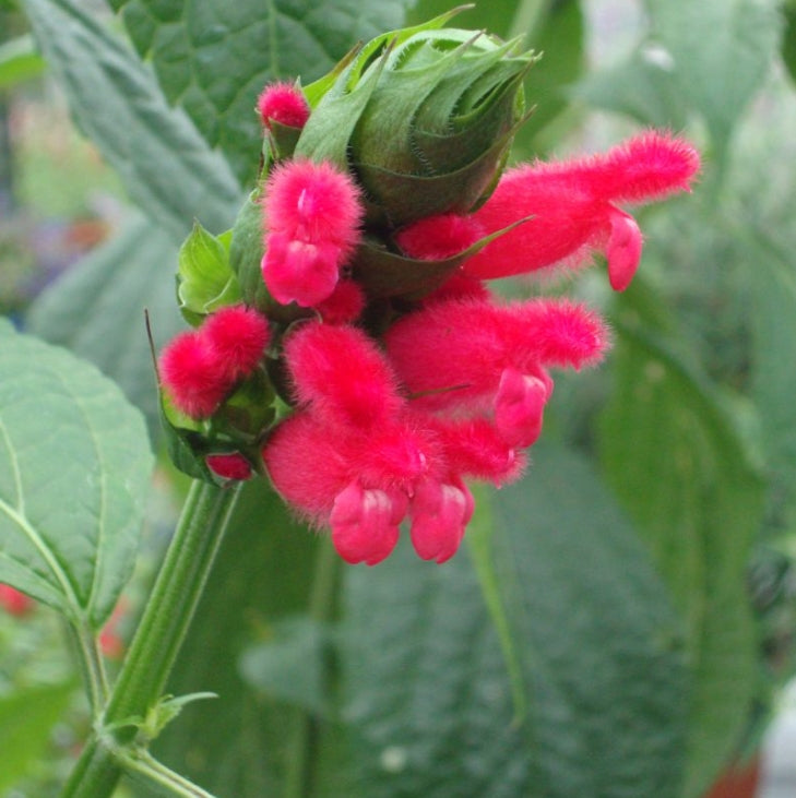 Salvia boliviană (Salvia oxyphora)