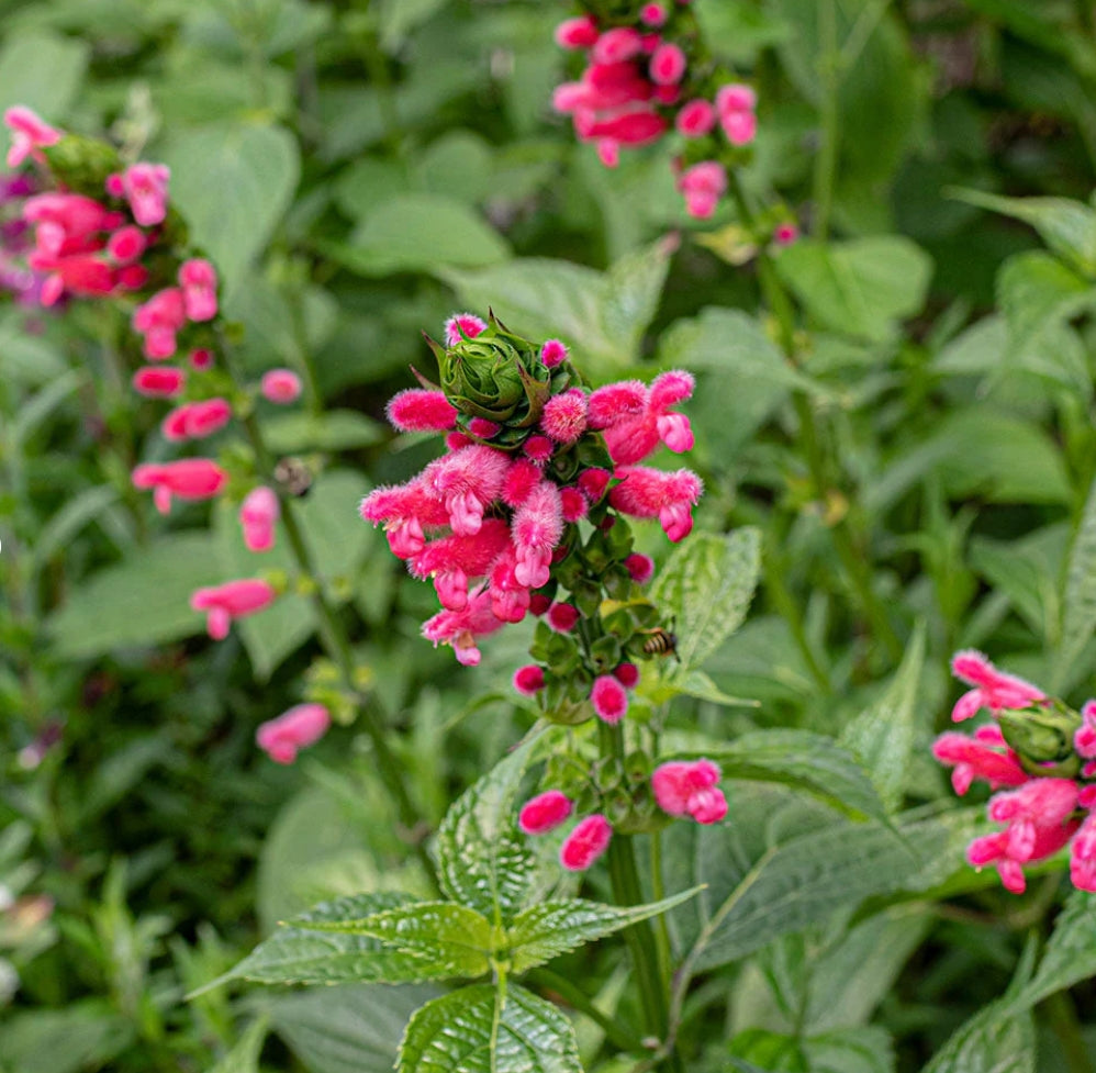 Salvia boliviană (Salvia oxyphora)