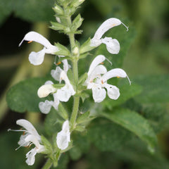 Salvia radula (DISPONIBIL în primăvara 2026)