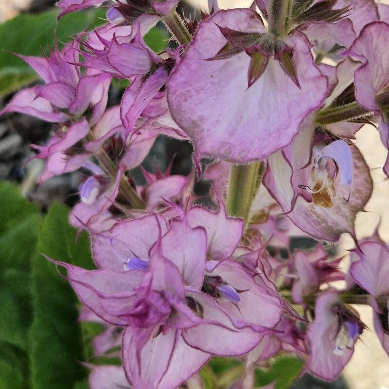 Iarba Sfântului Ioan (Salvia sclarea)