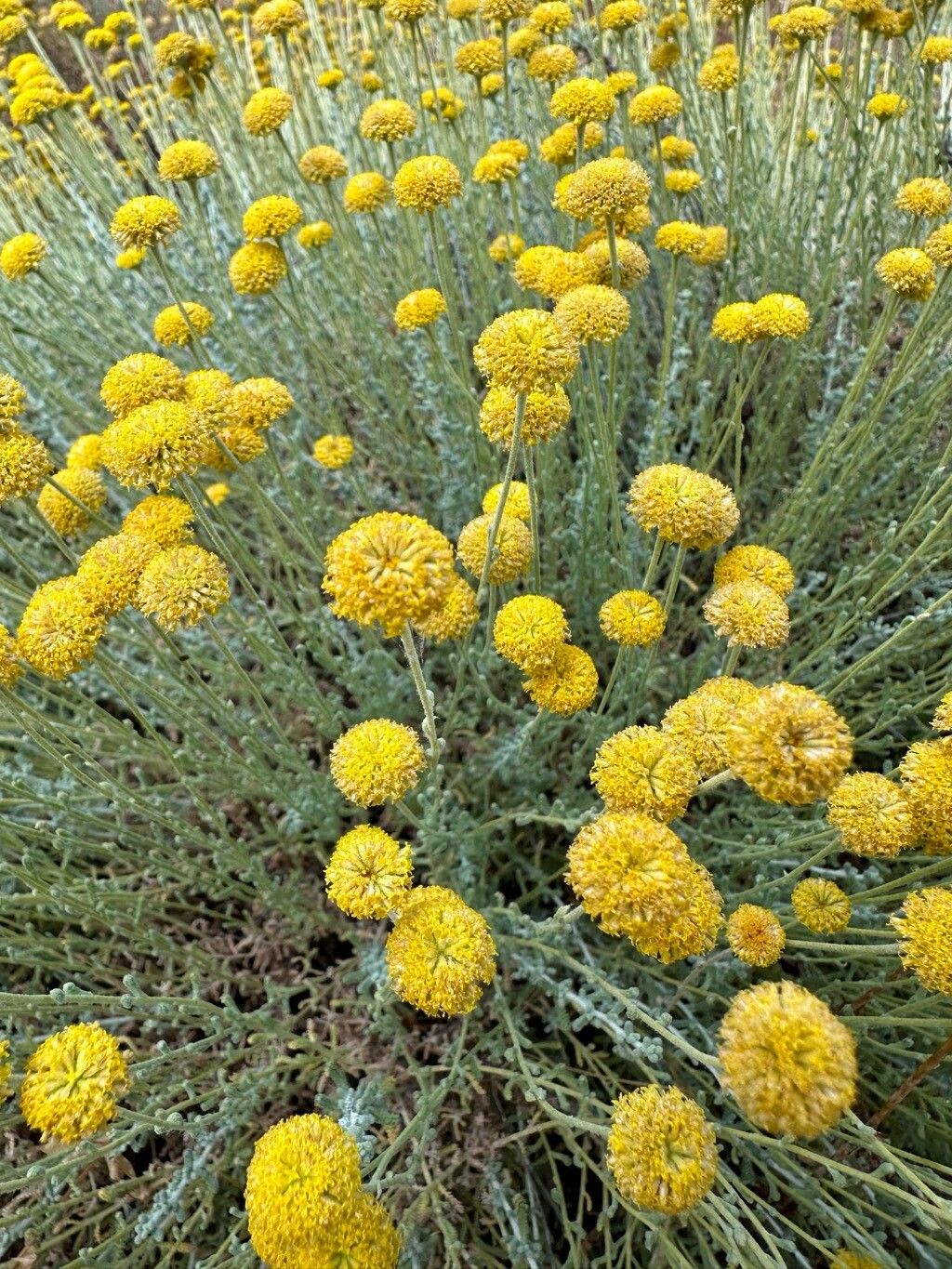 Santolina argintie (Santolina chamaecyparissus)