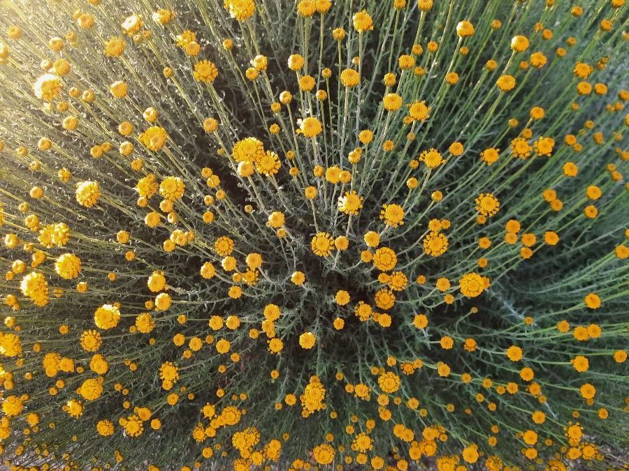 Santolina argintie (Santolina chamaecyparissus)