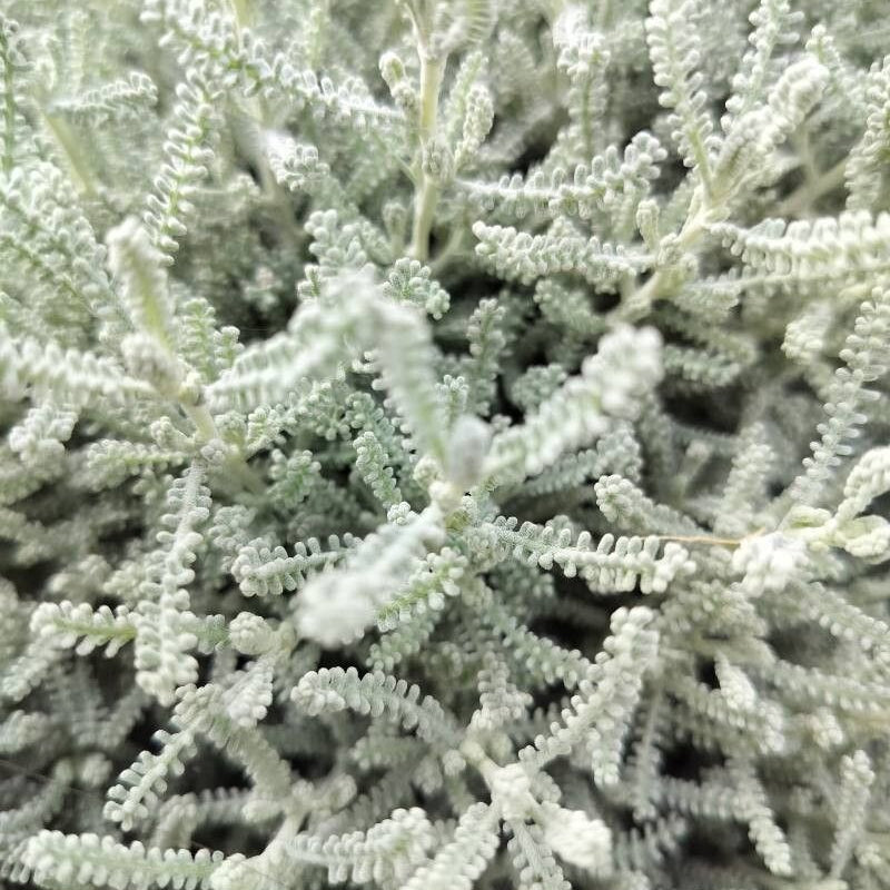 Santolina argintie (Santolina chamaecyparissus)