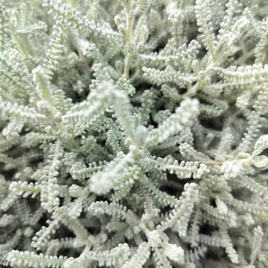 Santolina argintie (Santolina chamaecyparissus)