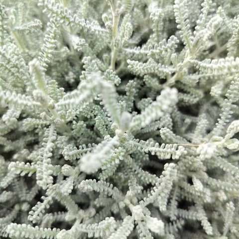 Santolina argintie (Santolina chamaecyparissus)