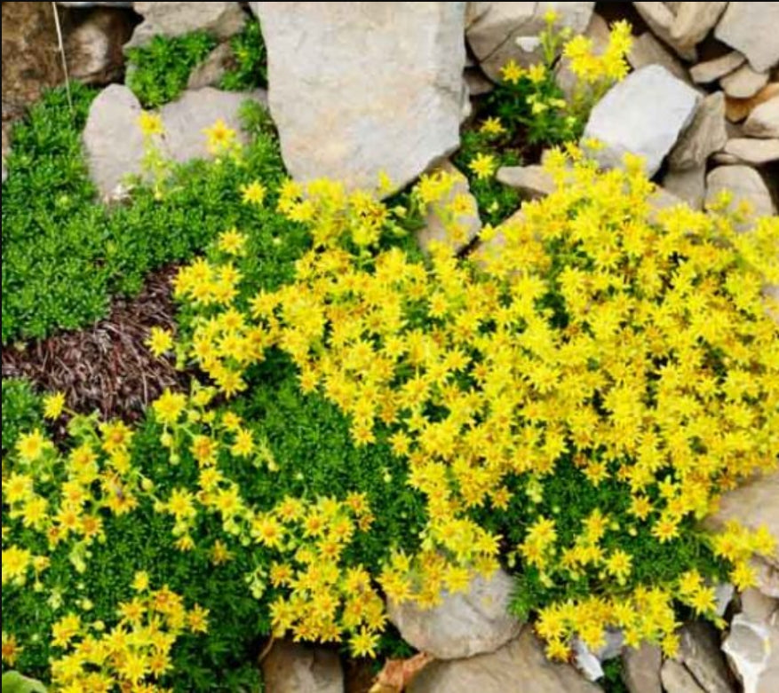 Iarbă grasă (Sedum acre)