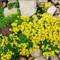 Iarbă grasă argintie (Sedum acre)