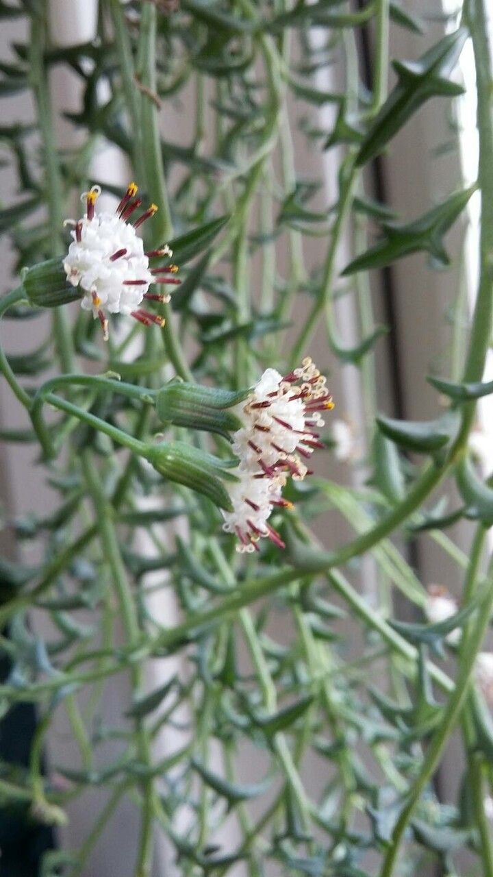 Șirag de delfini / mărgele (Senecio peregrinus)