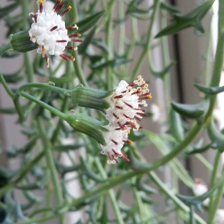Șirag de delfini / mărgele (Senecio peregrinus)