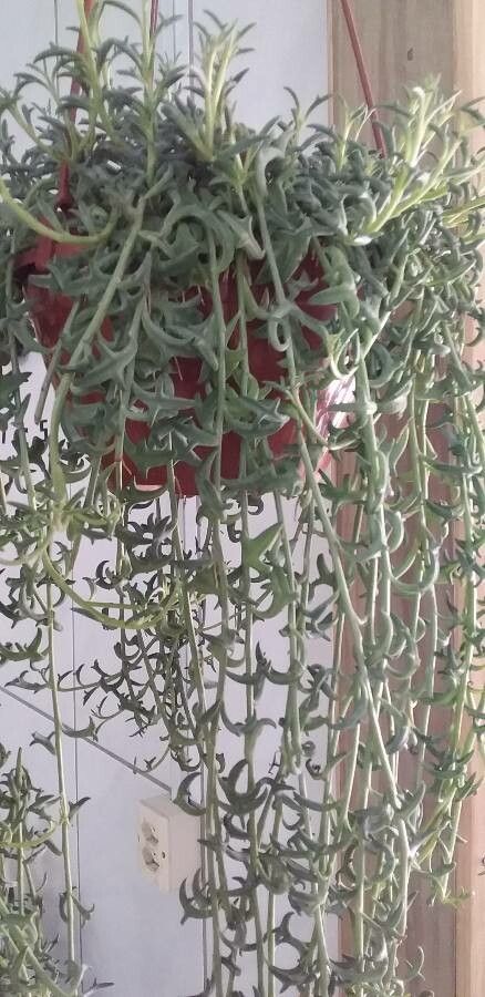 Șirag de delfini / mărgele (Senecio peregrinus)