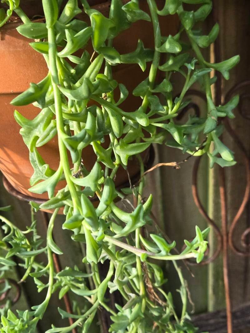 Șirag de delfini / mărgele (Senecio peregrinus)